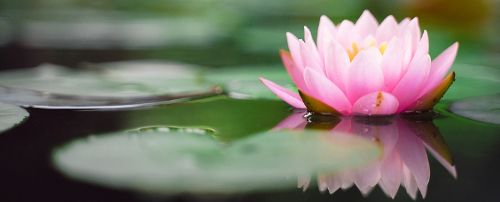 lotus flower